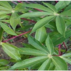 Aperçu sur le cycle biologique du blé