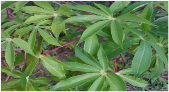 Méthode de récolte de la faune