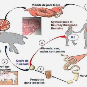 Objectifs standards pour la reproduction des vaches laitières