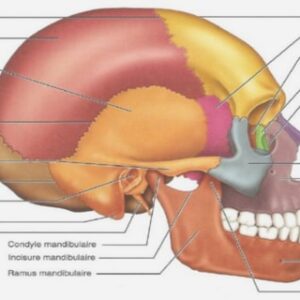 Anatomie du globe oculaire