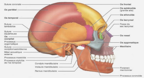 Résultats de l’étude des diamètres cornéens