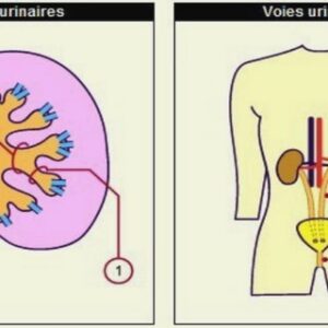 Les interactions médicamenteuses