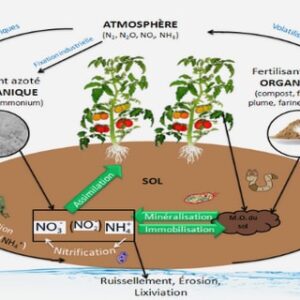 LA FLORE DISPONIBLE POUR LES ABEILLES ET CALENDRIER DE FLORAISON A ANJEPY