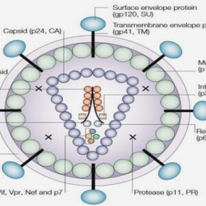 Pouvoir pathogène chez l’Homme