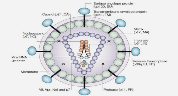 Les espèces de filaires parasites du chien