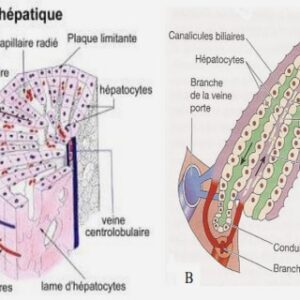 Vascularisation et innervation de l’oreille 