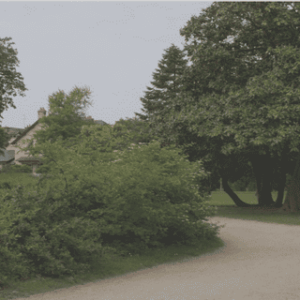 Proposition des stratégies optimales et durables pour la restauration des forêts