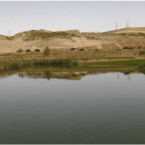 La diversité floristique des forêts galeries