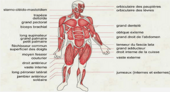 Indications de la prothèse totale de hanche