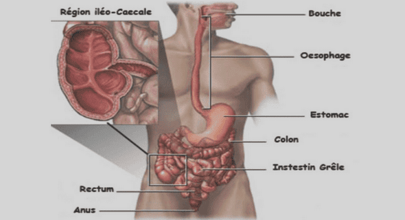 Traitement de l’anémie chez l’enfant