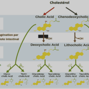 Généralités sur les bactéries du sol