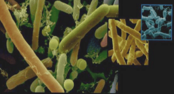 Historique du paludisme dans le monde