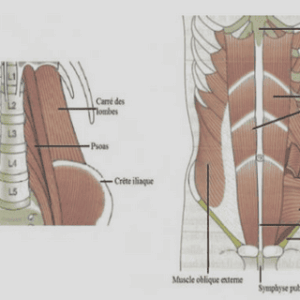 Culture cellulaire et modèles de guérison des plaies