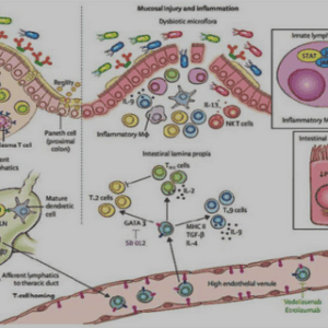 Anatomie topographique des glandes parathyroïdes
