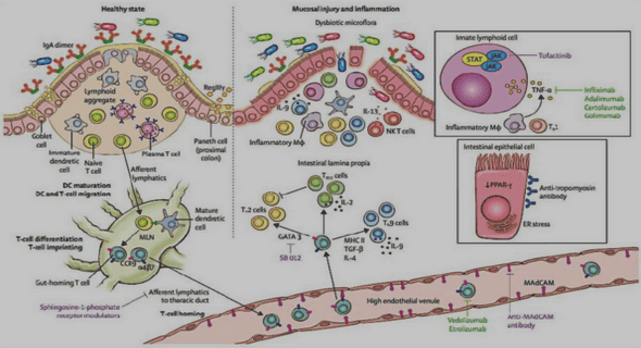 Etude des mécanismes de résistance a l’imipénème  des souches d’Acinetobacter baumannii