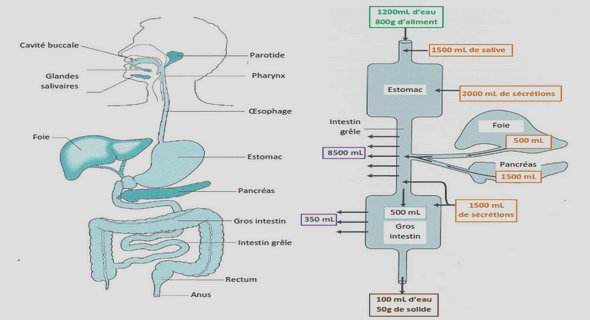 Fractures diaphysaires du fémur et du tibia