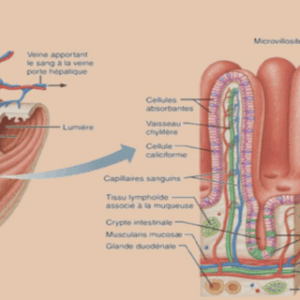 Adénocarcinome mucineux de l’ovaire et tumeurs apparentées