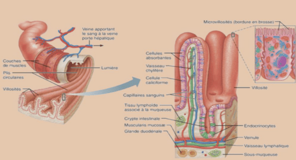 Maladie de Behçet : observations et revue de la littérature