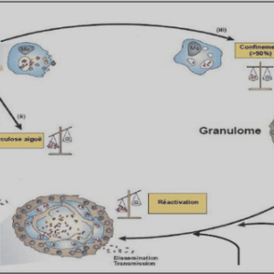 Synthèse de fabrication des hormones thyroïdiennes