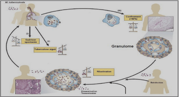Agent pathogène de la neurocysticercose