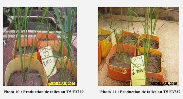 Effets du stress hydrique pendant la phase végétative 