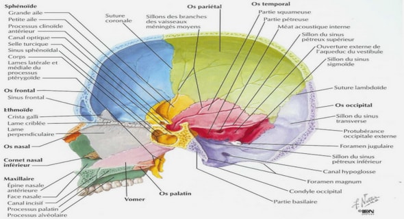 L’état bucco-dentaire des enfants âgés de 6 à 18 ans