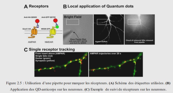 Le système nerveux central